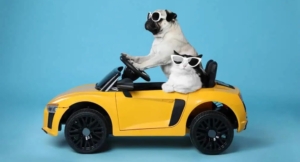 Pet Transport Services Houston