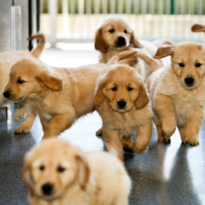 Puppy